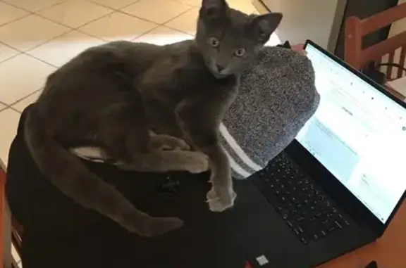 Lost pets Swan, photo: Help Find Tink: Grey Cat Lost in Midland