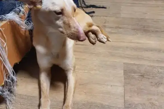 Perra Podenca Perdida en L'Hospitalet de l'Infant