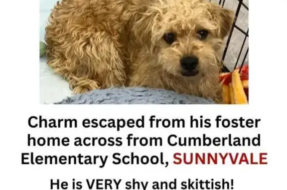Lost pets Sunnyvale, photo: Lost Shy Brown Poodle Mix in Sunnyvale