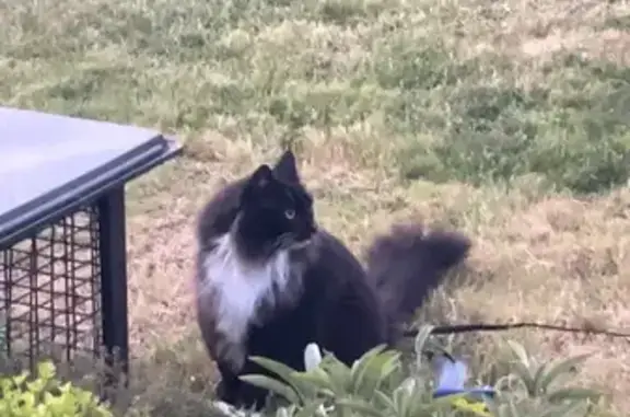 Missing cat Kingborough, photo: Lost Cat: Black & White in Kingborough