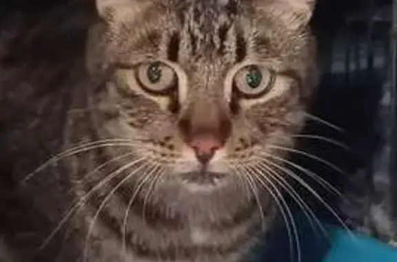 ¡Ayuda a Gufy, el Gatito Resca...