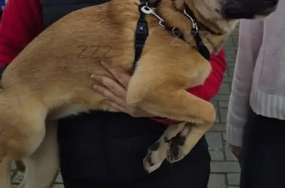 Chien perdu Halluin, photo : Chien beige perdu à Halluin, 5 mois
