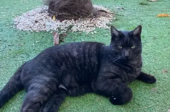 Animaux perdus Fontenay-sous-Bois, photo: Chat perdu : Kovu, mâle noir tigré gris
