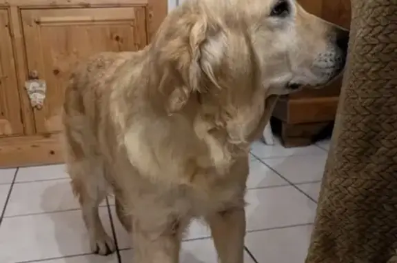 Animaux perdus Bourgogne-Franche-Comté, photo: Golden Retriever perdue, 3 ans, Auxerre