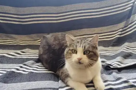 Gata Perdida con Collar Verde en Las Torres