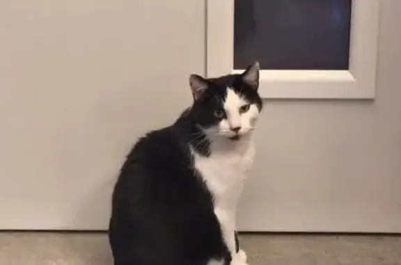 Chat perdu : mâle noir et blanc, Yzeure - photo