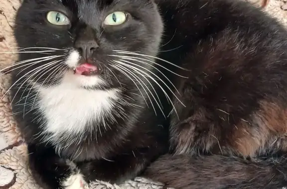 Зникла кішка в Чернігові: чорний з білим