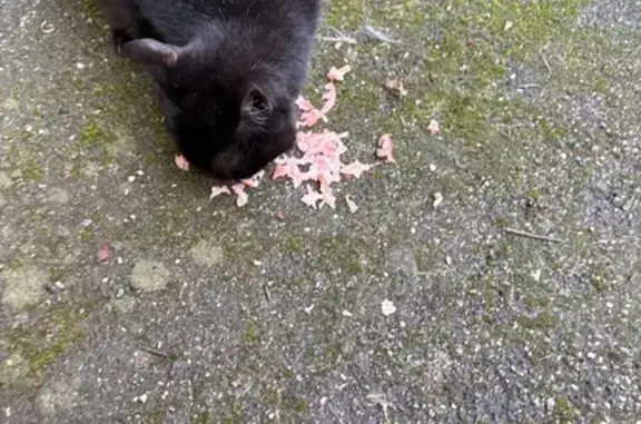 Chat trouvé Maizières-lès-Metz, photo: Chat sociable trouvé à Maizières-lès-Metz
