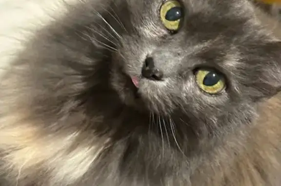 Animaux perdus Dax, photo: Chat obèse perdue à Dax, Rue des Ateliers