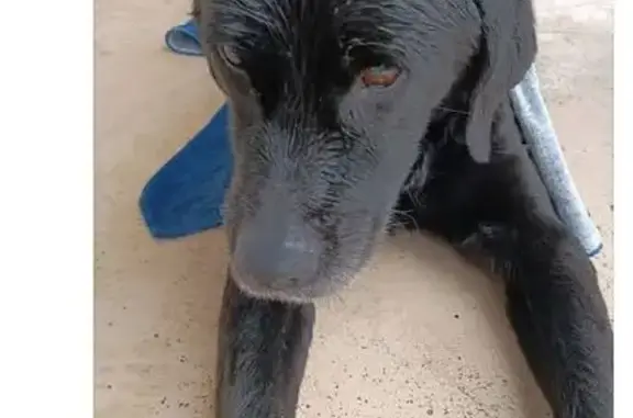 Chien faible recueilli à Biscarrosse - photo