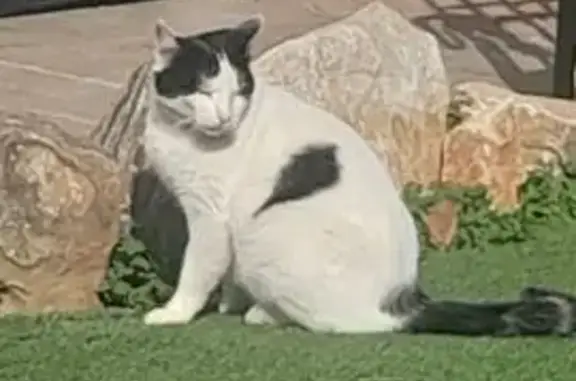 ¿Has visto a nuestro gato perdido?