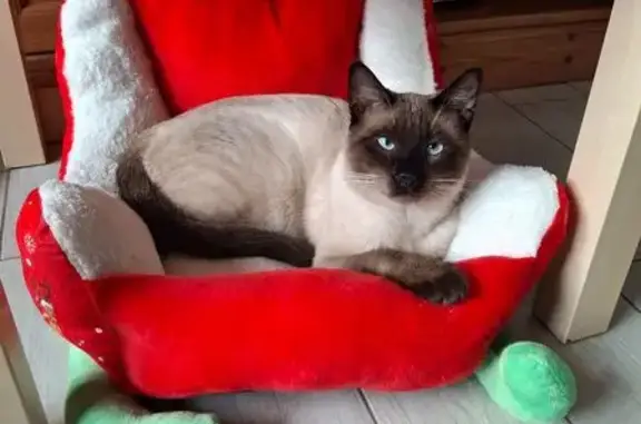 Chat siamois perdu à Nesle - photo