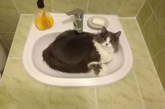 Сірий котик з білою шийкою, вийшов на вулицю і не повернувся