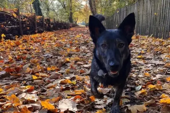 Chien perdu à Lille : Corgi noir et beige - photo