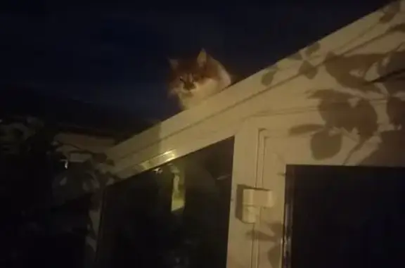 Animaux trouvés Florensac, photo: Chat tricolore sur ma terrasse à Florensac