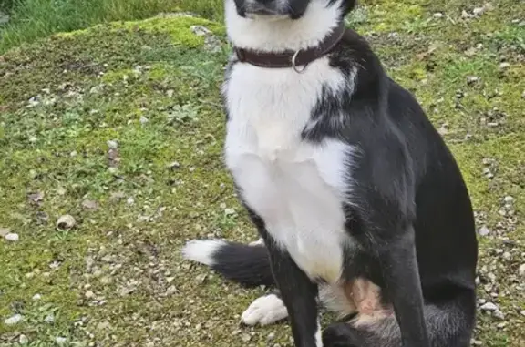 Chien perdu noir/blanc, collier marron - photo