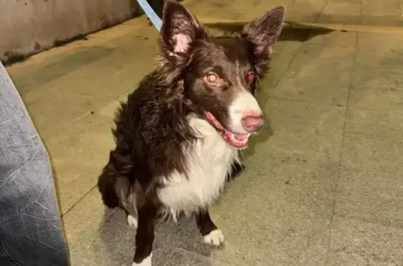 Border Collie Marrón Hallado e...