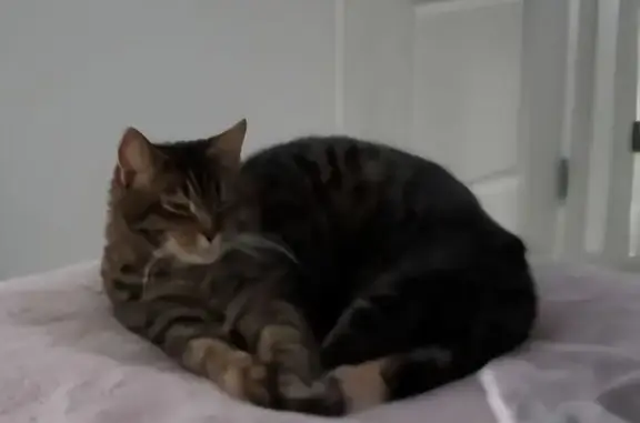 Lost 18lb Dark Tabby in Richmond Area