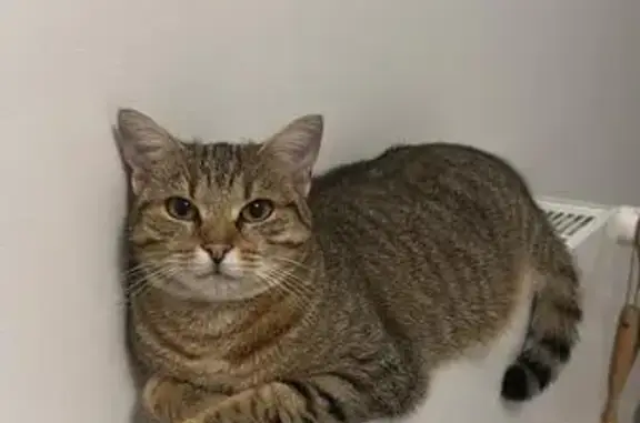 Chatte tigrée perdue, Les Roches-de-Condrieu - photo