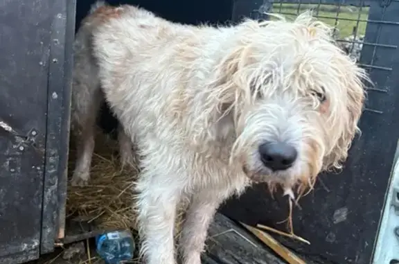 Chien trouvé , photo: Chien blanc tacheté marron trouvé à Thorey