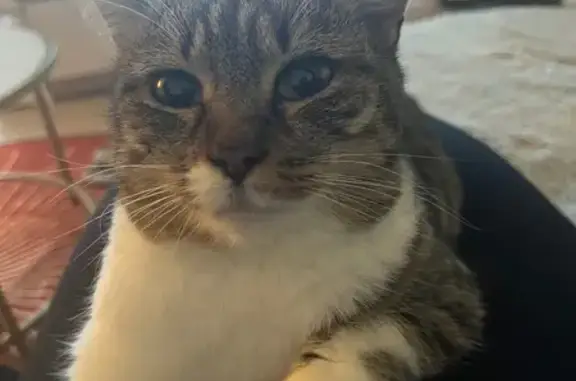 Chatte perdue : Rose, tigrée et blanche - photo