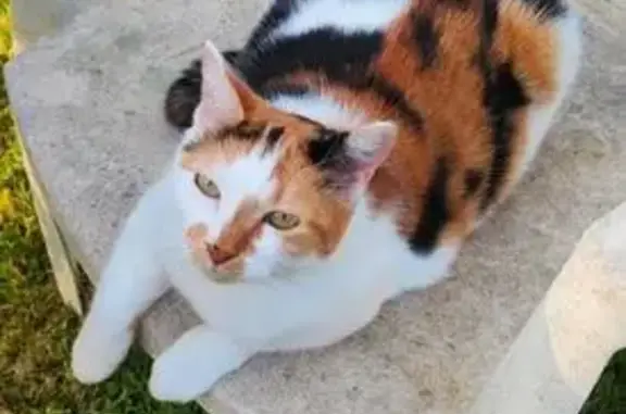Chatte 