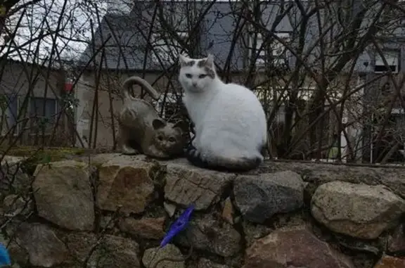 Animaux trouvés , photo: Chatte sociable trouvée à Plourivo