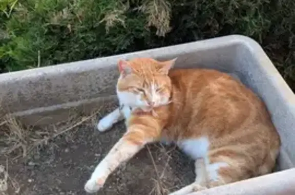 Chat perdu à Saint-Victeur, non identifié - photo