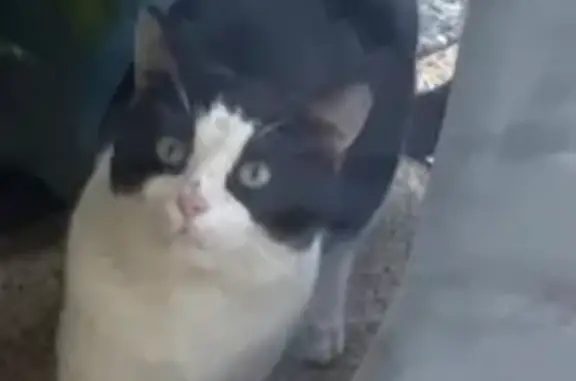 Animaux trouvés , photo: Chat adulte noir et blanc trouvé à Haguenau
