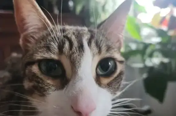 Animaux perdus , photo: Chat perdu à Labégude : Tigré craintif