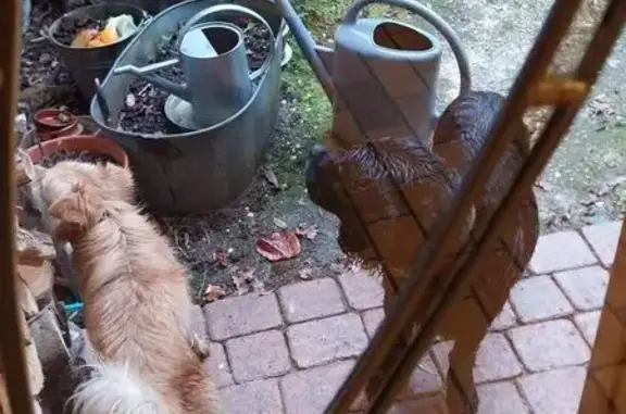 Chien trouvé à Baleyssagues, choyé - photo