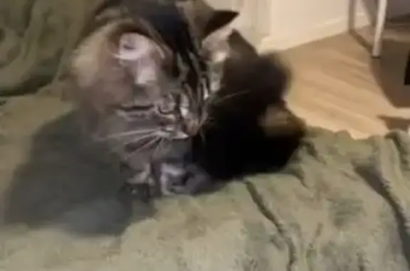 Chat noir perdu, répond à 