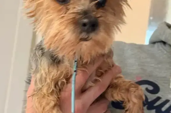 Chien trouvé à Auvillers-les-Forges - photo