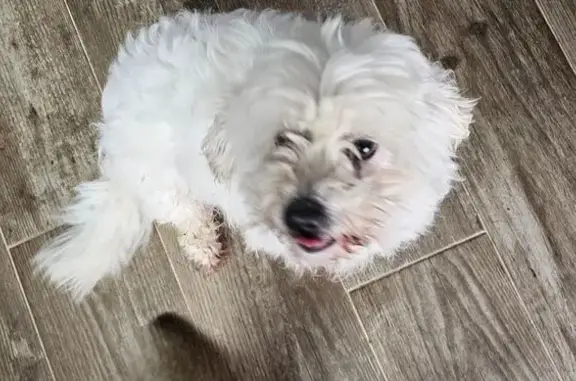 Animaux trouvés Lusigny, photo: Bichon frisé trouvé à Lusigny
