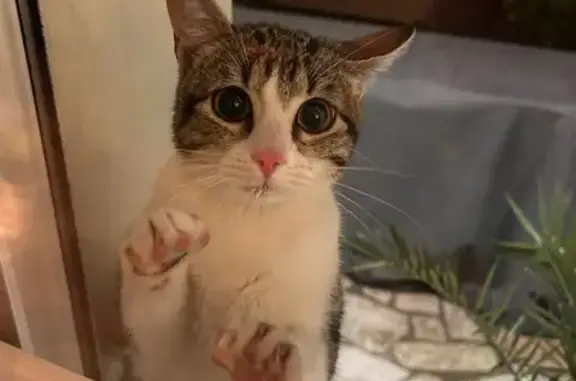Animaux trouvés Poitiers, photo: Chat trouvé rue Édouard-Grimaux, Poitiers
