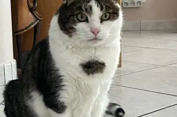 Chat perdu, tigre et blanc, Nordheim - photo