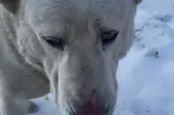 Знайдено алабая: добрий велете...