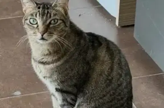 Chat perdu, , photo: Chat Européen tigré perdu à Oullins
