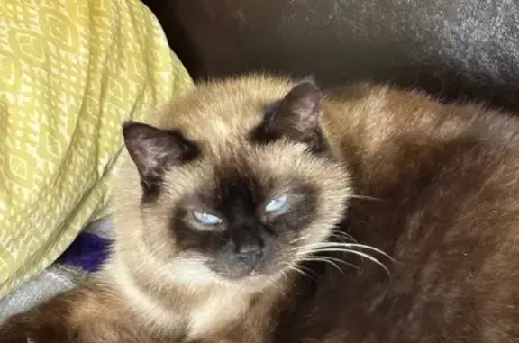 Chatte beige-marron perdue à Guingamp - photo