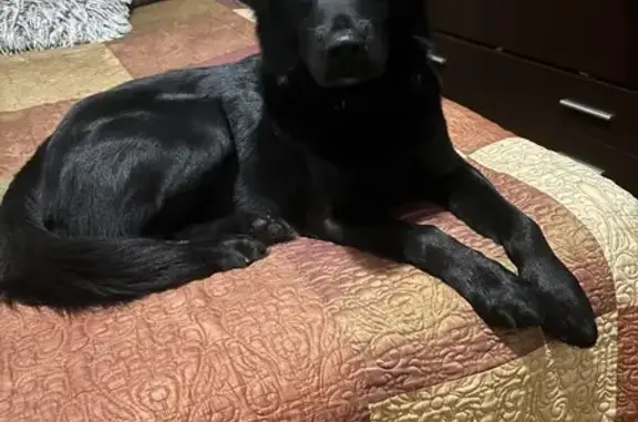 Cachorro labrador en adopción en Estepa