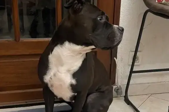 Chienne noire perdue à Bédarieux - photo