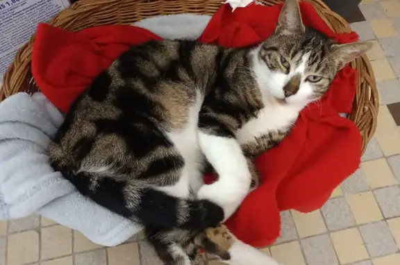 Chat perdu: Sunday, blanc et tigre marron - photo