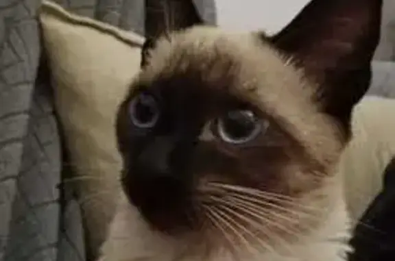 ¡Gata Perdida en Almensilla! 8 Meses, Asustada