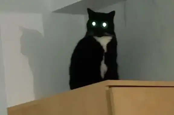 Chat perdu, Wittenheim, photo: Chat perdue, noire et blanche à Wittenheim