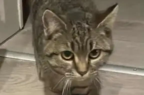 Animaux trouvés Eckbolsheim, photo: Jeune chat tigré trouvé à Eckbolsheim