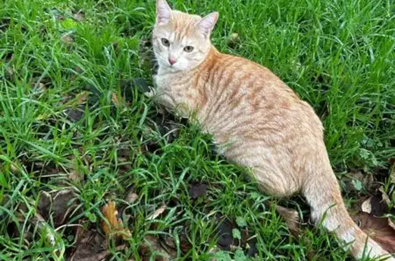 Chat tigré roux perdu à Couëron - photo