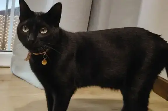 Gato Negro Perdido en Vejer: Cariñoso y Castrado