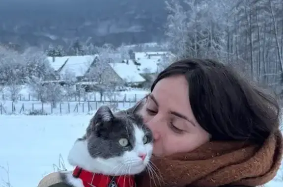 Animaux perdus , photo: Chat gris-blanc perdu à Évette-Salbert