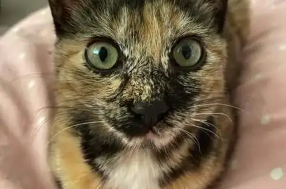 Animaux perdus Lunel, photo: Chatte perdue, patte noire et blanche, Lunel