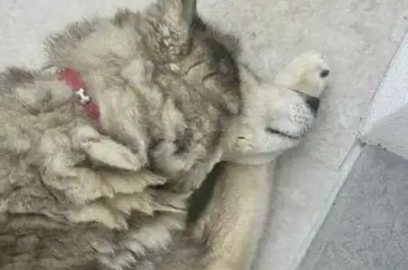 Husky gris-blanc perdu, âgé, La Haye - photo